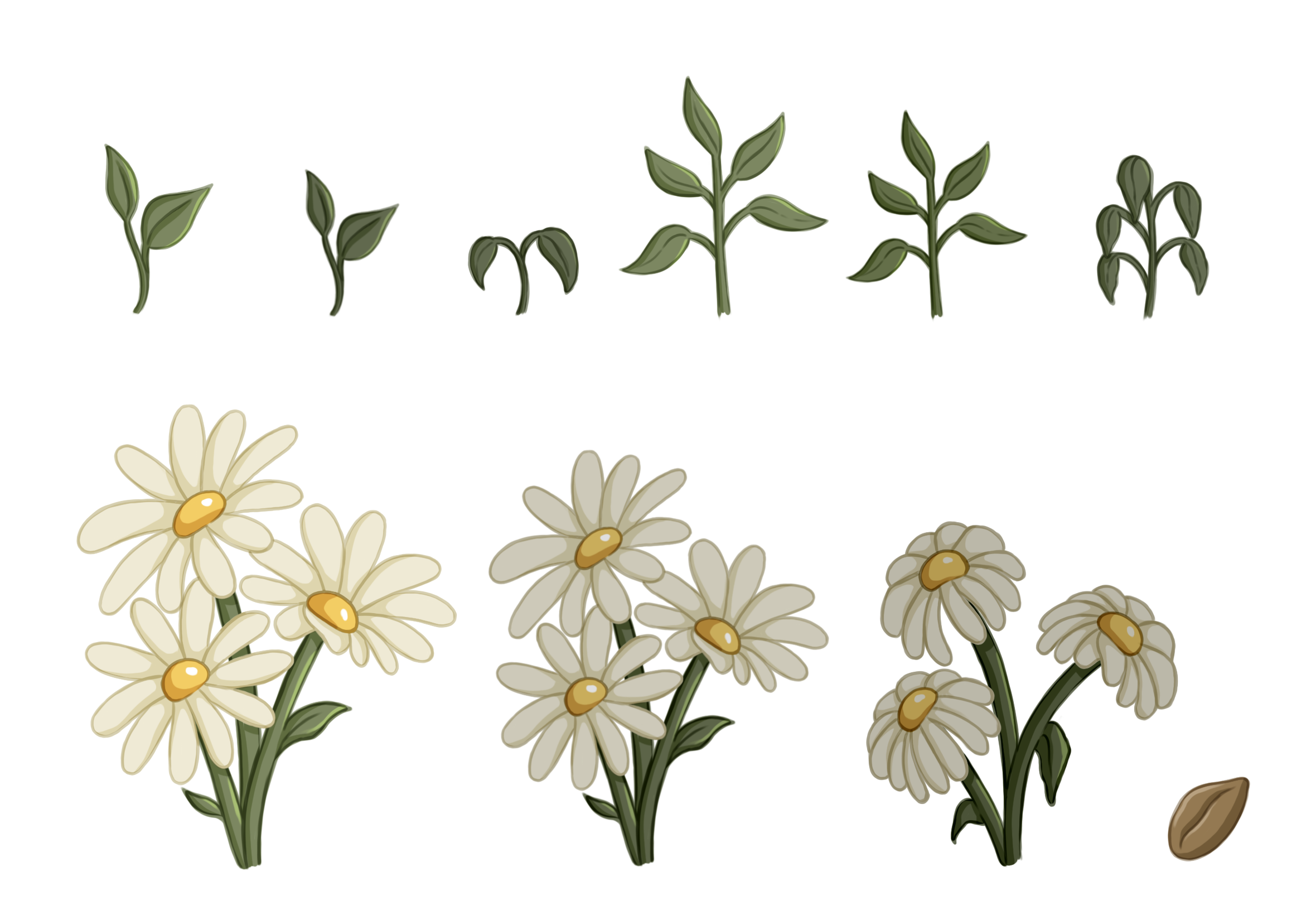 Living Garden Asset 7